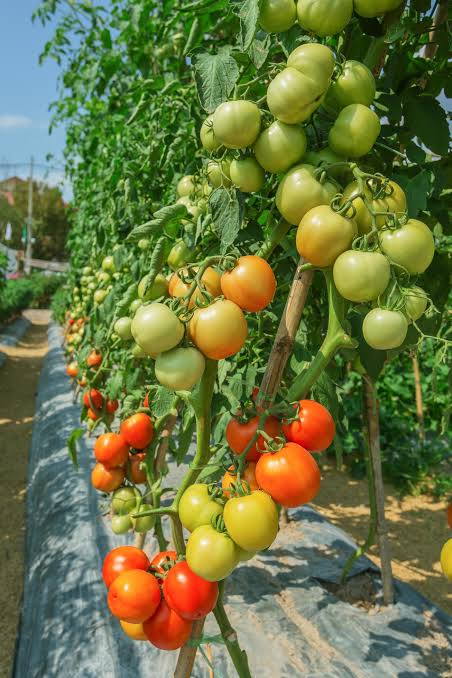 Tomate