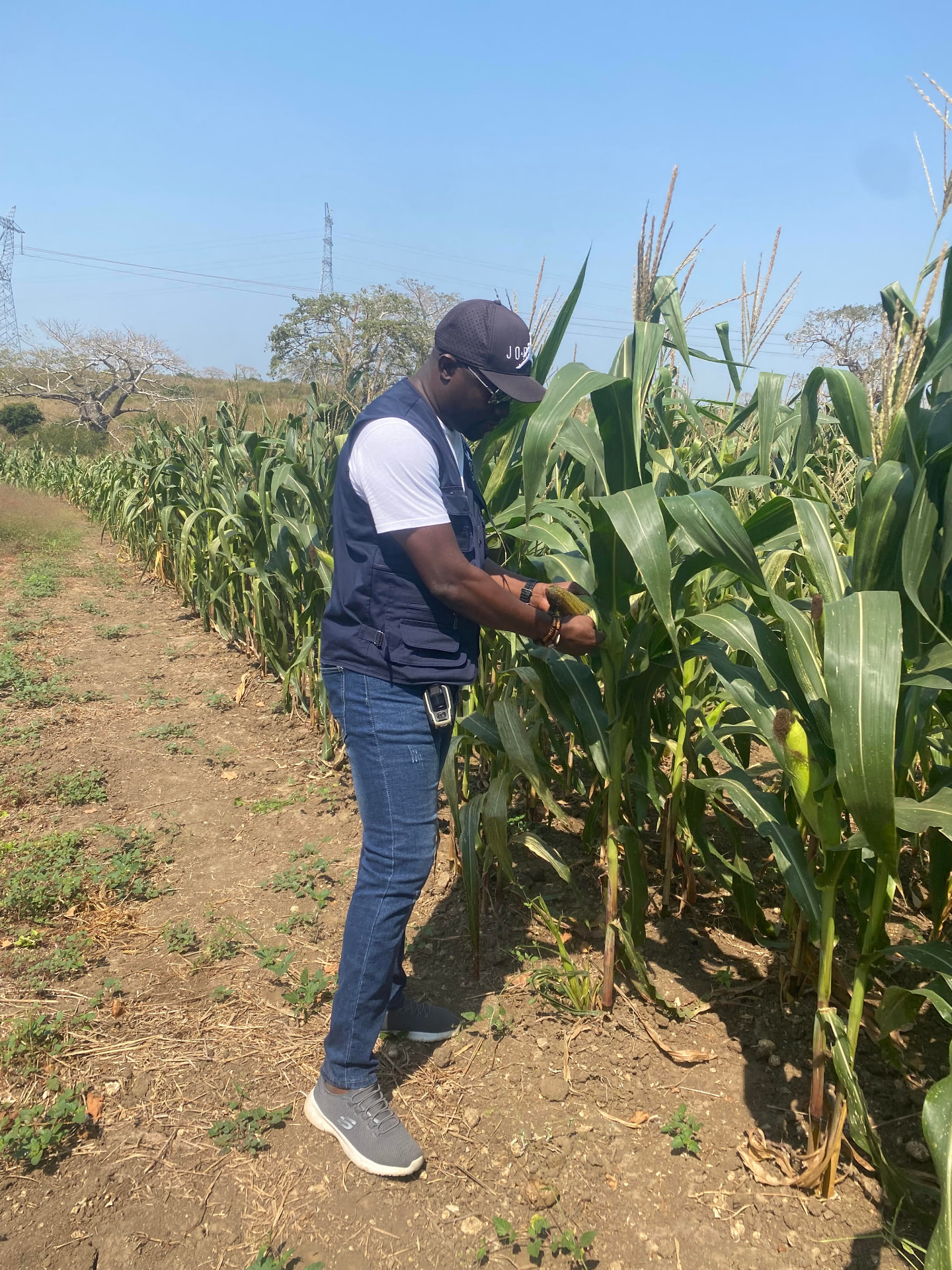 Campo de milho com agricultores