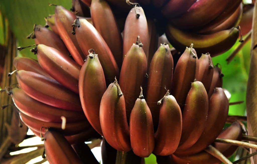 Bunch of red bananas ripening on the plant