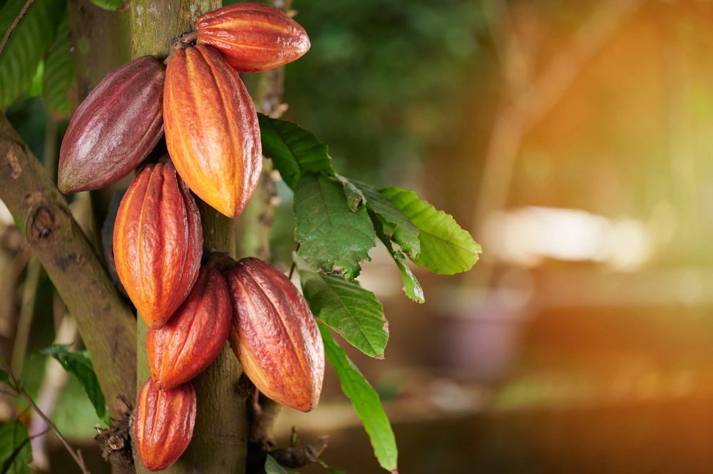 Ripe cocoa pods on an Angolan plantation